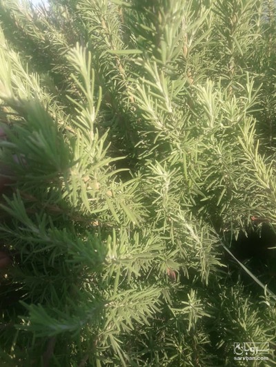 فروش رزماری تر