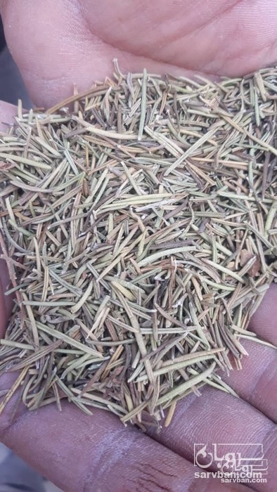 فروش رزماری