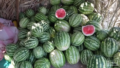 فروش هندوانه