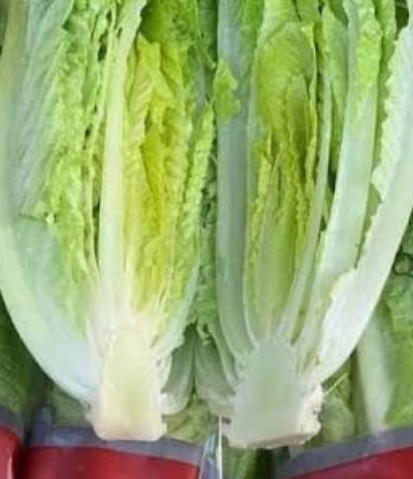 فروش کاهو ایرانی - رومانو