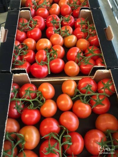 فروش گوجه فرنگی دافنیس