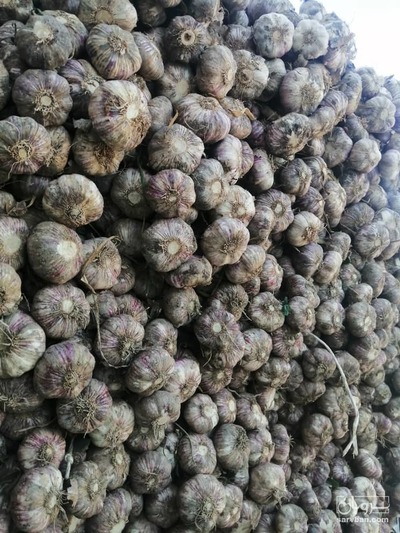 فروش سیر 2