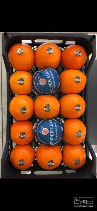 فروش پرتقال تامسون