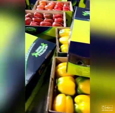 فروش فلفل دلمه ای