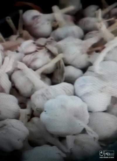 فروش سیر خشک طارم