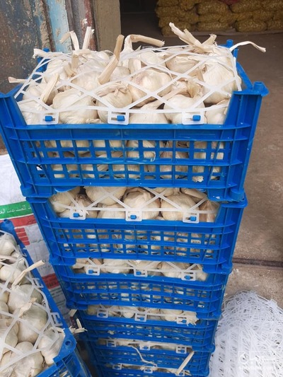 فروش سیرخشک