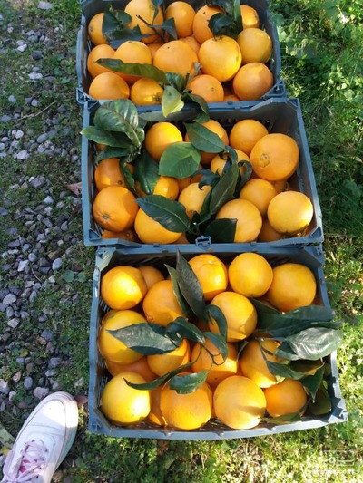 فروش پرتقال تامسون