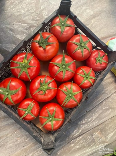 فروش گوجه فرنگی دافنیس 2