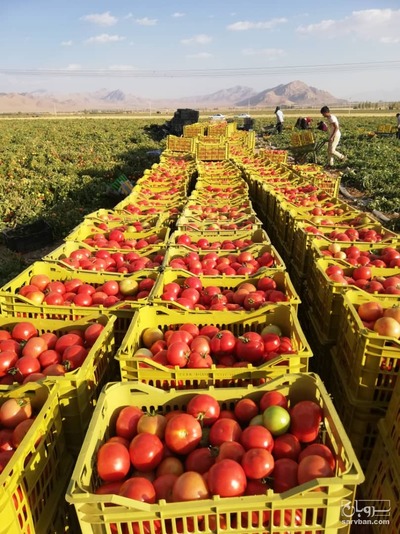 فروش گوجه فرنگی8320