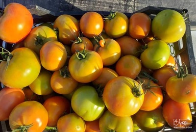 فروش گوجه فرنگی8320 دو رنگ