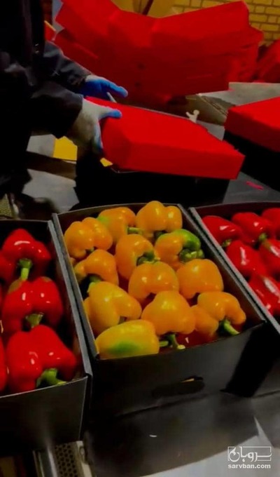 فروش فلفل دلمه رنگی