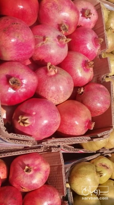 فروش انار