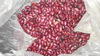 فروش لوبیا قرمز