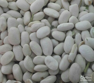 فروش لوبیا سفید