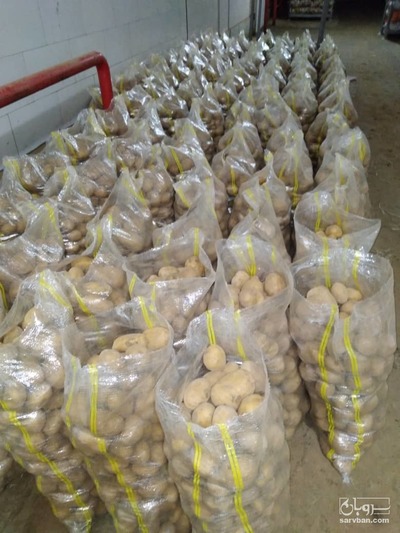 فروش سیب زمینی جلی