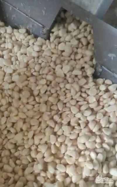 فروش سیر حبه