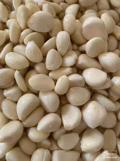 فروش سیر مرواریدی