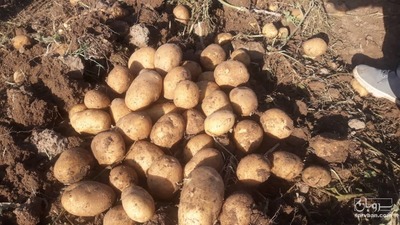 فروش سیب زمینی