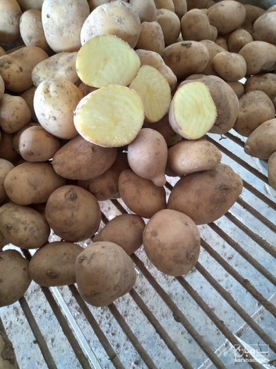 فروش سیب زمینی مارسونا