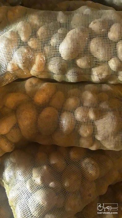 فروش سیب زمینی بامبا