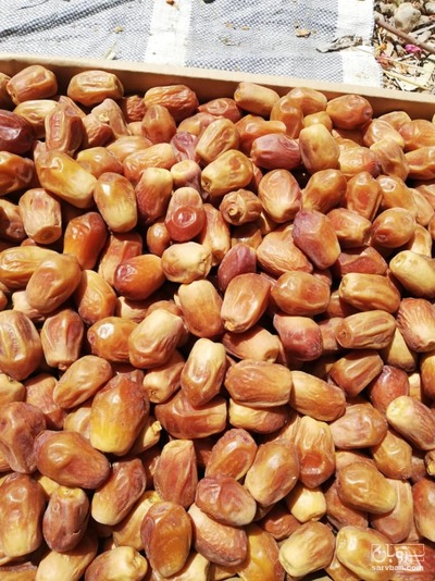 فروش خرمای زاهدی