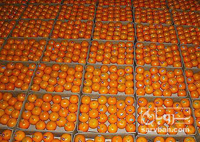 خرید نارنگی