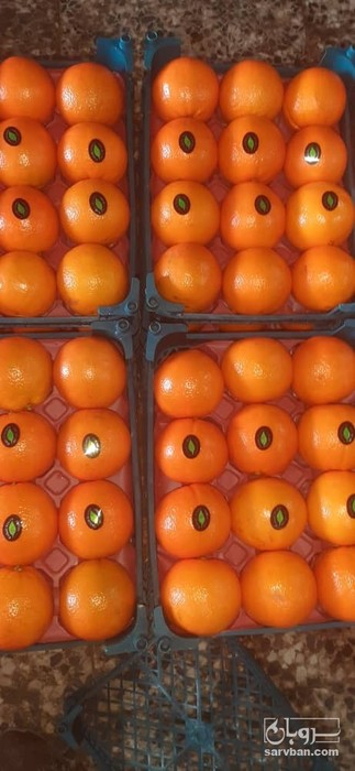 فروش پرتقال تامسون