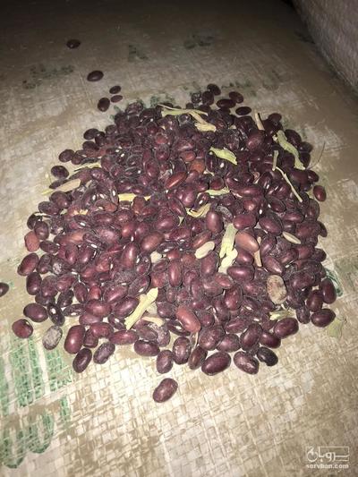 فروش لوبیا قرمز