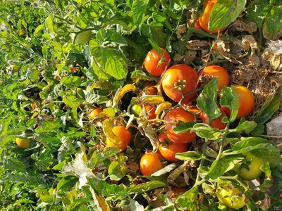 فروش گوجه فرنگی۸۳۲۰ قرمز