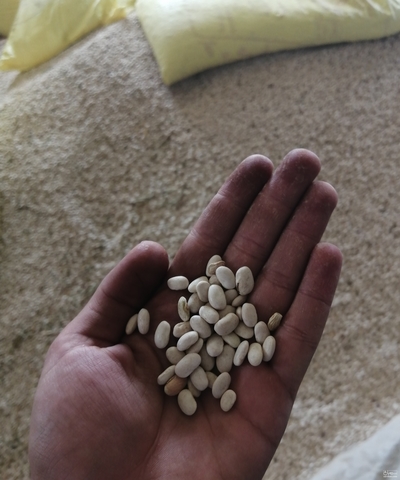 فروش لوبیا سفید