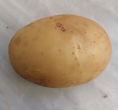 فروش سیب زمینی مارفونا