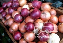 خرید پیاز