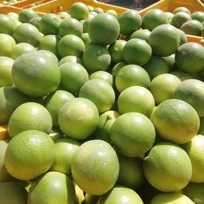 فروش لیمو شیرین