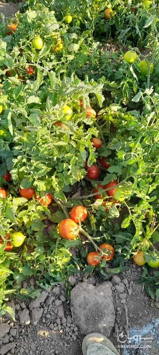 فروش گوجه فرنگی فله