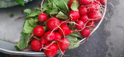 فروش تربچه(محلی)