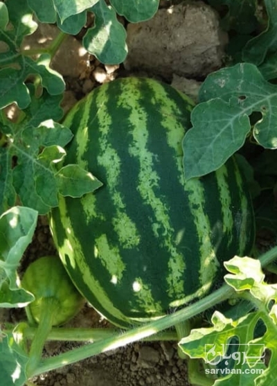 فروش هندوانه