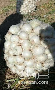 فروش پیاز
