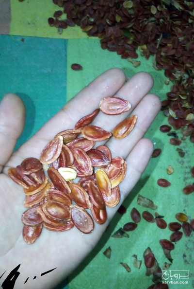 فروش تخمه هندوانه خام