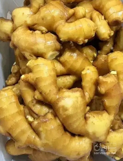 فروش زنجبیل (گیاه‌ دارویی)