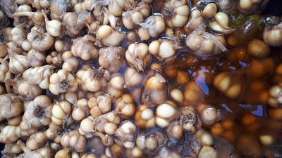 فروش سیر ترشی