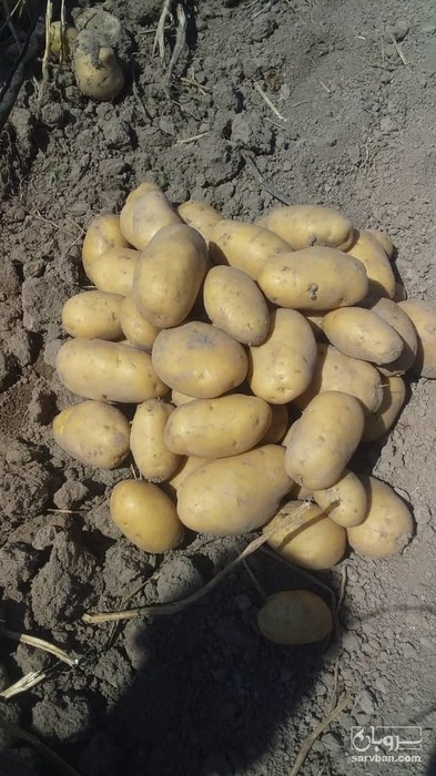 فروش سیب زمینی جلی