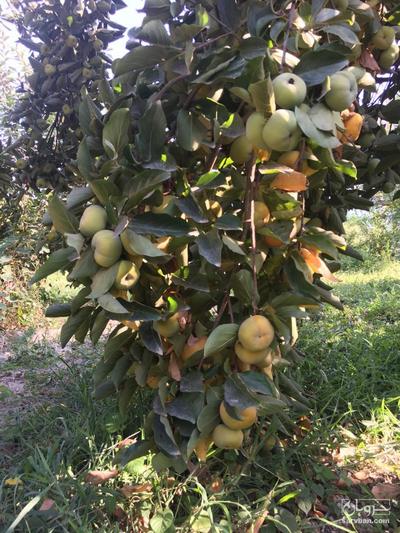  فروش خرمالو