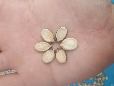 فروش تخمه هندوانه