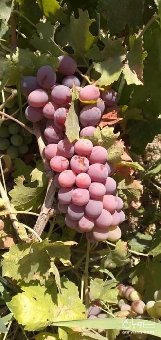 فروش انگور