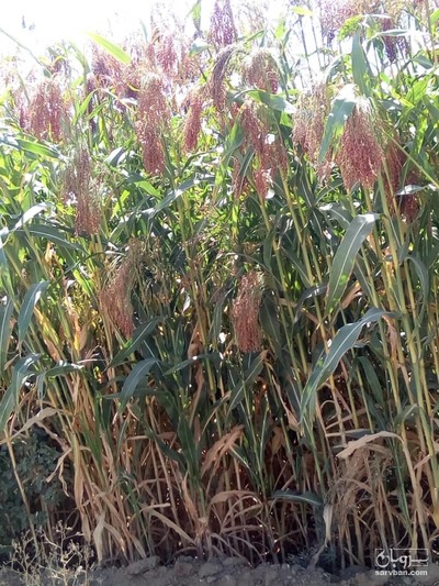 فروش جاروی شهری