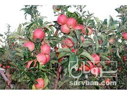 فروش سیب