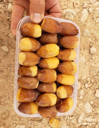 فروش رطب کبکاب