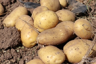 فروش سیب زمینی