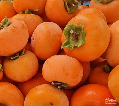 فروش خرمالو