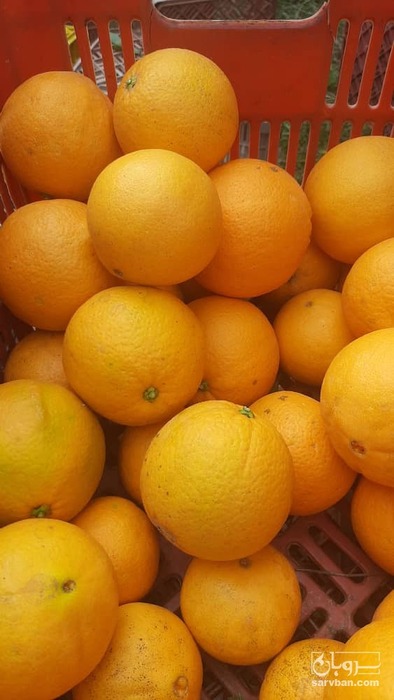 فروش پرتقال